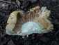 Büdös galambgomba (Russula foetens), Budai-hegység